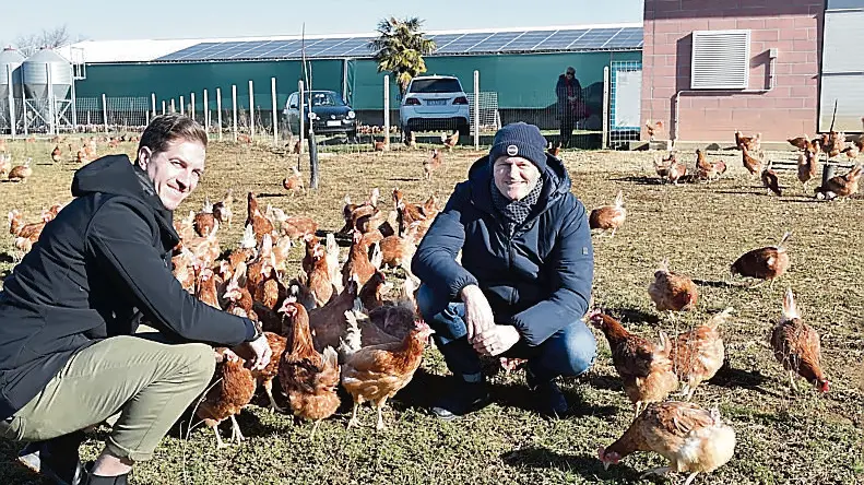 Gallina rossa di Lohmann e Hy-line sono le due razze allevate nell’azienda di Sebastiano e Sergio Pascolo © Foto Petrussi