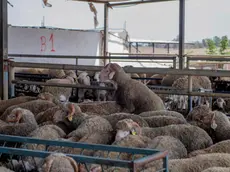 epa10698751 Sheep on a sheep farm in Skhirat, Morocco, 18 June 2023. The Moroccan government decided to import sheep to fill the shortage during Eid al-Adha, and to supply the national markets with many rams, due to the shortage of sheep as a result of successive droughts and lack of rainfall. Furthermore, sheep importers receive financial support during the Eid al-Adha period of 50 Euros for each sheep head imported from abroad. Muslims across the world use livestock for rituals during Eid al-Adha. EPA/JALAL MORCHIDI