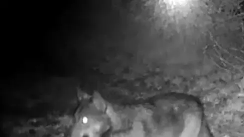 Un esemplare di lupo ripreso da una fototrappola nella Pedemontana