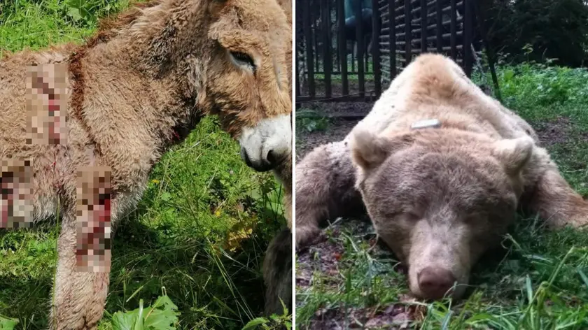 Il puledro ferito nell'attacco e l'orso Francesco