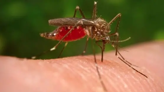 La sorveglianza entomologica dell'Izsve prevede l'utilizzo di 92 trappole per la cattura delle zanzare fra Veneto e Friuli Venezia Giulia