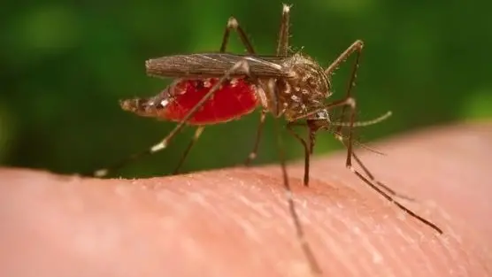 La sorveglianza entomologica dell'Izsve prevede l'utilizzo di 92 trappole per la cattura delle zanzare fra Veneto e Friuli Venezia Giulia