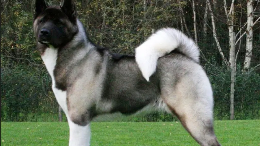 Un esemplare di Akita americano. Foto di repertorio