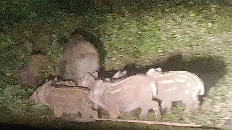 La famigliola di cinghiali apparsa in strada mercoledì sera a San Giovanni d’Antro