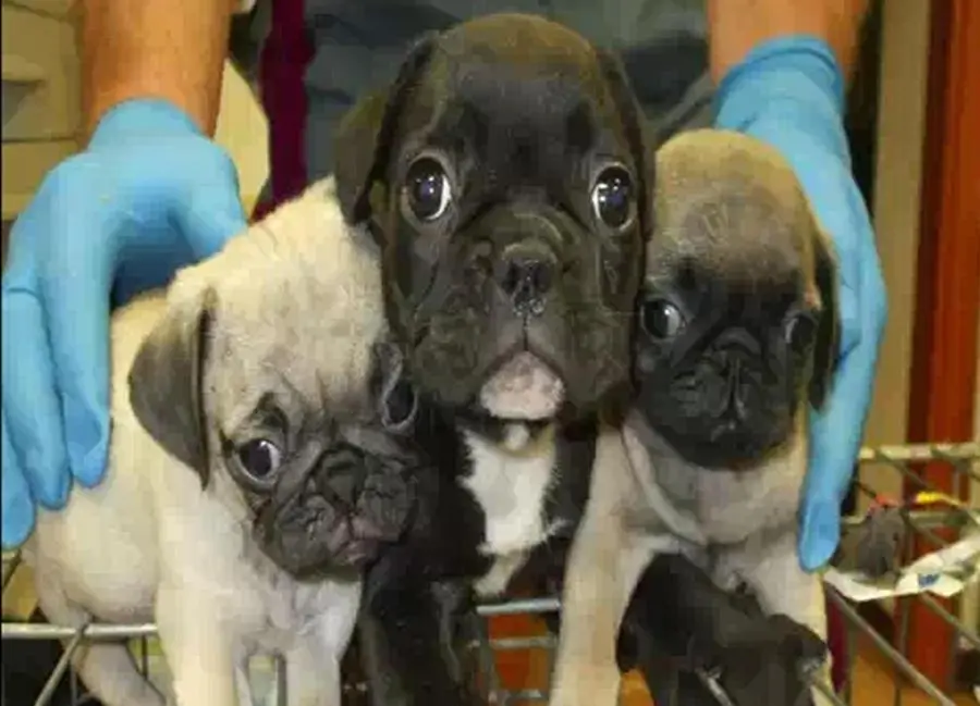Una banda dedita al traffico internazionale di cuccioli di cane è stata smantellata dalla Polizia stradale di Udine. L'indagine, condotta dalla sottosezione di Amaro (Udine) e coordinata dal sostituto procuratore Andrea Gondolo, si è conclusa con otto ordinanze cautelari in cui si ipotizza il reato di associazione per delinquere nei confronti di sei cittadini italiani e due stranieri. ANSA/POLIZIA DI STATO +++ ANSA PROVIDES ACCESS TO THIS HANDOUT PHOTO TO BE USED SOLELY TO ILLUSTRATE NEWS REPORTING OR COMMENTARY ON THE FACTS OR EVENTS DEPICTED IN THIS IMAGE; NO ARCHIVING; NO LICENSING +++