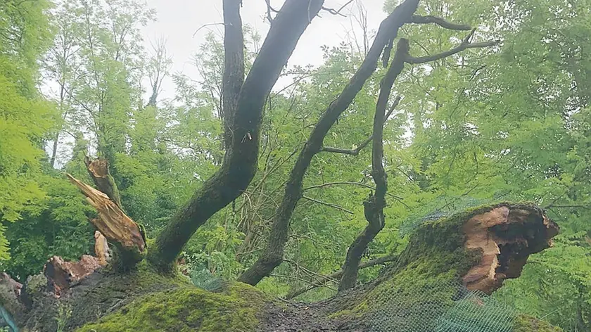 Nella foto di Paolo Ciot la quercia secolare di Cimpello: era uno dei simboli del comune di Fiume Veneto