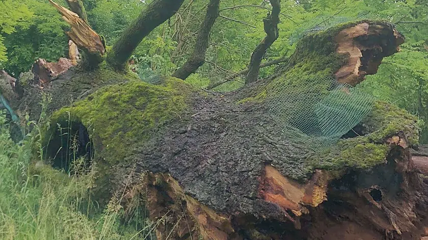 Nella foto di Paolo Ciot la quercia secolare di Cimpello: era uno dei simboli del comune di Fiume Veneto