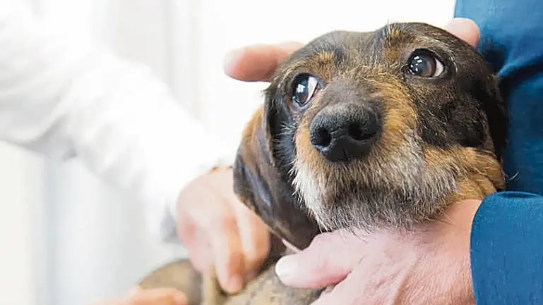 Un cane sottoposto a iniezione in uno studio veterinario