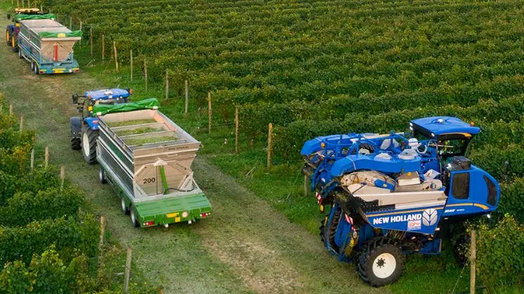 Una fase della vendemmia 2022 nel vigneto de La Delizia