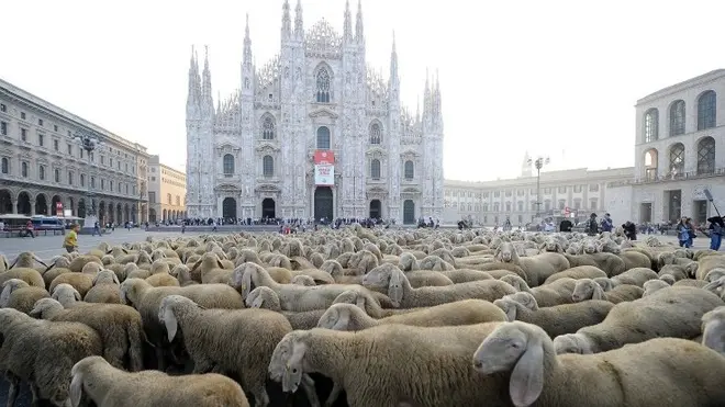 Il gregge di pecore utilizzato per le riprese di una scena del film "L'ultimo pastore della citta'" passegiano in piazza Duomo, 1 ottobre 2011. ANSA/DANIEL DAL ZENNARO