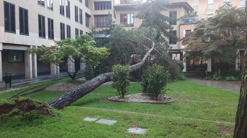 Un albero spezzato in piazzetta Belloni a Udine