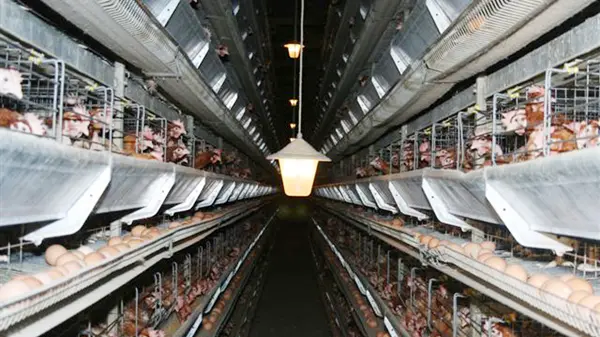 Galline in una immagine di archivio. ANSA/LAV +++EDITORIAL USE ONLY - NO SALES+++