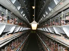 Galline in una immagine di archivio. ANSA/LAV +++EDITORIAL USE ONLY - NO SALES+++
