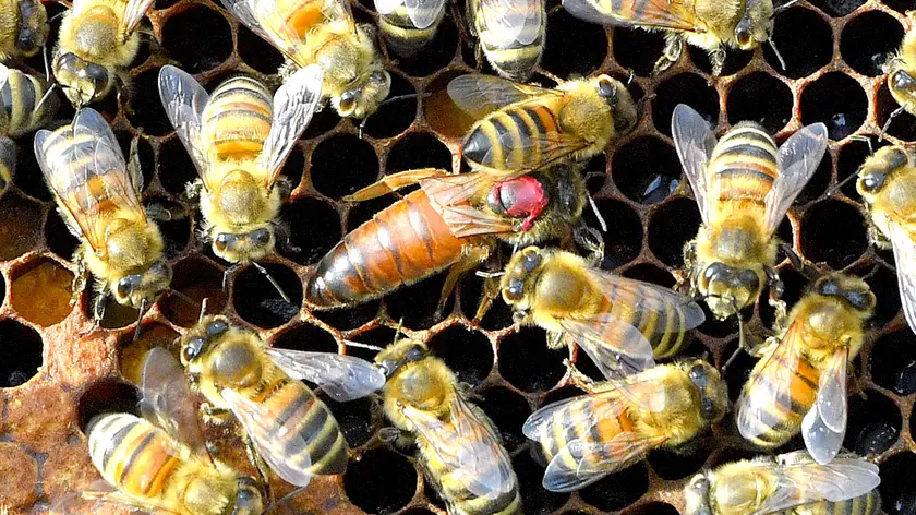 Pavia di Udine 27 Marzo 2018. Arnie, api ed apicoltore. © Foto Petrussi