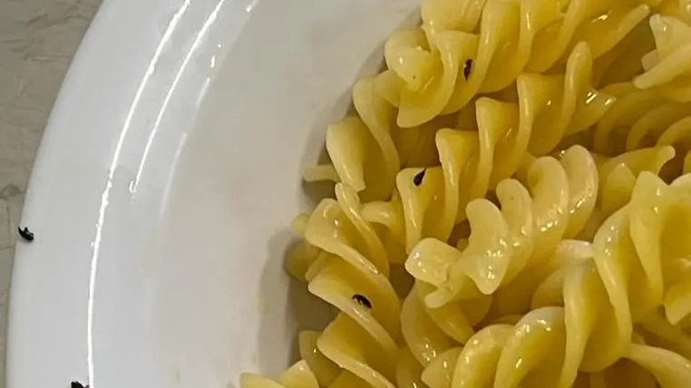 Il piatto di pasta all’interno del quale sono stati trovati i moscerini