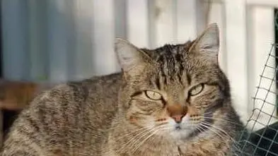 Tobia aveva sei anni: le ferite si sono rivelate fatali