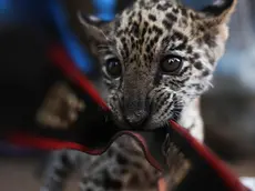 epa11588325 A jaguar cub plays in a shelter for animals rescued from forest fires in Santa Cruz, Bolivia, 02 September 2024. (Issued 05 September 2024). Forest fires in Bolivia have already consumed more than 4 million hectares and put at risk its large fauna, one of the most diverse in the world, and fire-fighting rescuers have transferred several injured animals to shelters. EPA/Luis Gandarillas
