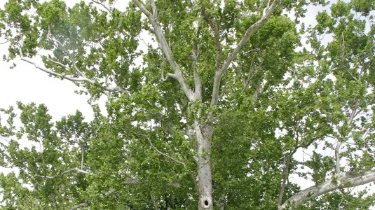 Bonaventura Monfalcone-15.05.2018 Albero secolare Scodovacca-foto di Katia Bonaventura