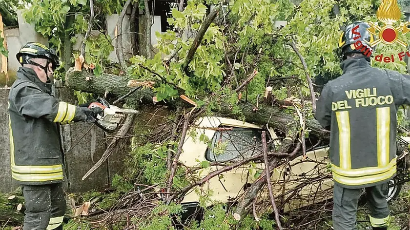 Un'auto travolta dallo schianto di un albero in via del Traverso a Pordenone