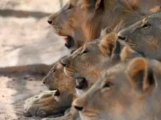 epa10036068 A group of African lions doze in the shadow in their enclosure at the Sudan Animal Rescue Center in Al Bageir, near the country's capital Khartoum, Sudan, 17 June 2022 (issued 27 June 2022). What started as a private rescue mission by the center's founder Osman Salih - initially financed by his own savings - to save five starving lions from the Al-Qurashi Gardens in Khartoum in January 2020, has now become a rescue center for numerous animals that is funded by donations and about weekly 600 visitors. Although one of the lions died one day after Salih's rescue attempt and another one died a few months later, his mission to rescue the animals was followed on social media and triggered worldwide support. Now he runs the rescue center on some 10-acres of land belonging to the family hosting 20 lions, monkeys, snakes and ostriches. One of the surviving lionesses named Kandaka, that was in the worst condition before being rescued recently gave birth to the lion cub and is also featured in the logo of the Sudan Animal Rescue Center. While his animal rescue center was welcomed by many supporters, Salih himself tries to keep a low profile as others also have criticised his work, saying that resources should be better diverted towards Sudan's humanitarian crisis. EPA/ELA YOKES ATTENTION: This Image is part of a PHOTO SET
