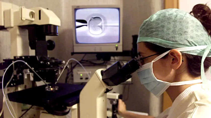 Inseminazione svolta in laboratorio, con l'iniezione intracitoplasmatica dello spermatozoo nell'ovulo, in una immagine di archivio. ANSA/CIRO FUSCO