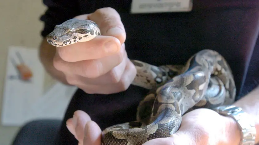 SAN GIULIANO - MILANO - 19/08/04 - RITROVATO UN BOA - FOTO SCARPY/GUATELLI