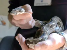 SAN GIULIANO - MILANO - 19/08/04 - RITROVATO UN BOA - FOTO SCARPY/GUATELLI