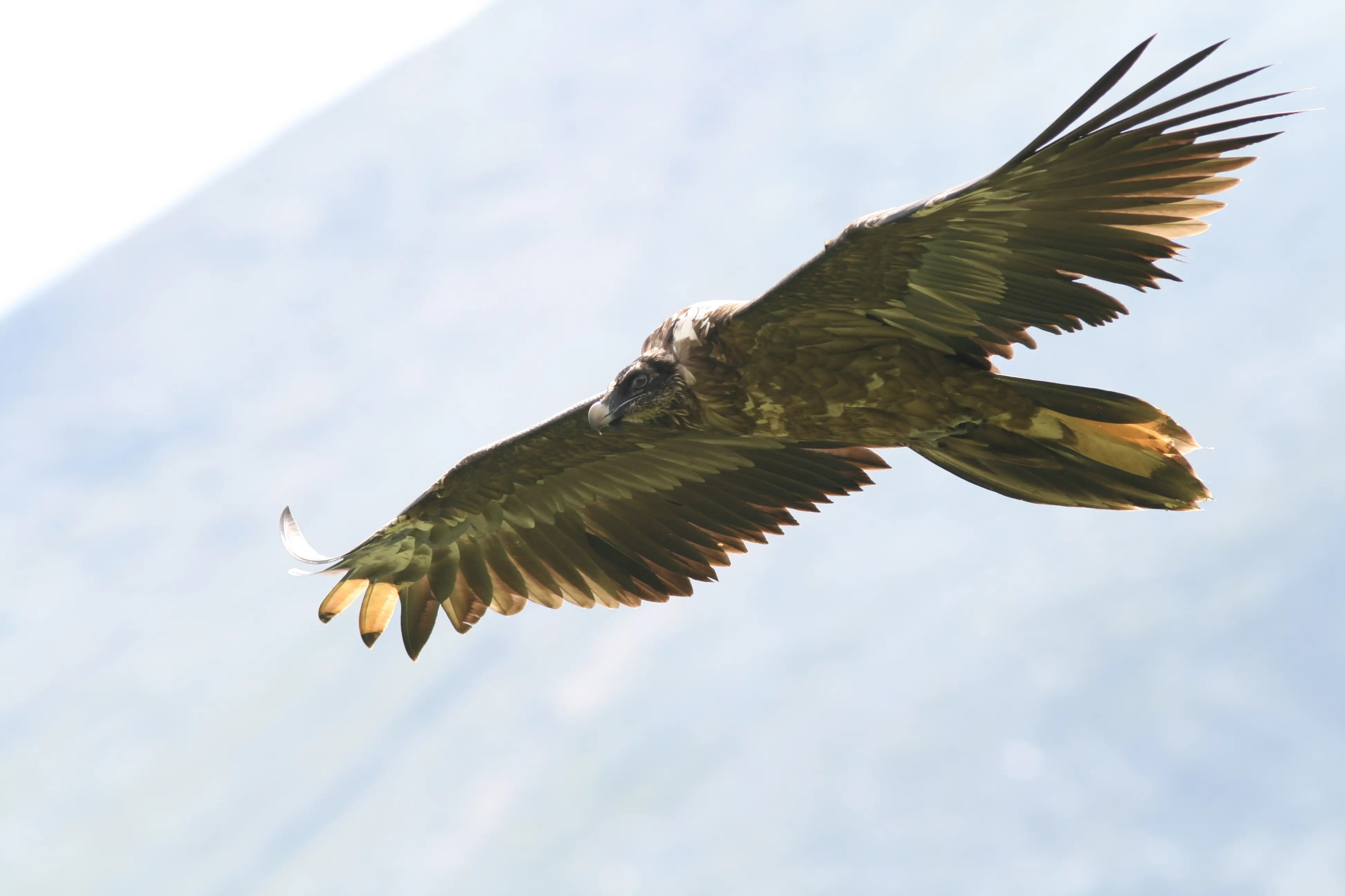 L'esemplare di Gipeto (foto Fulvio Genero)