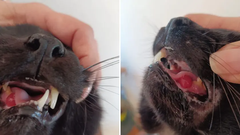 Il gatto ferito alla bocca con un pallino di piombo