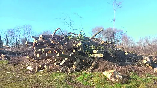 Gli alberi tagliati all’insaputa del proprietario del terreno