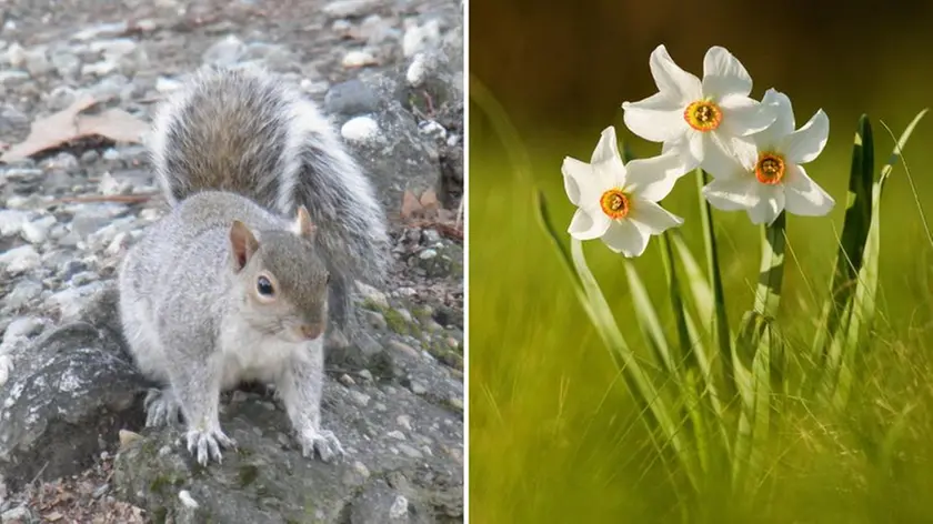 Lo scoiattolo grigio e il Narcissus poeticus