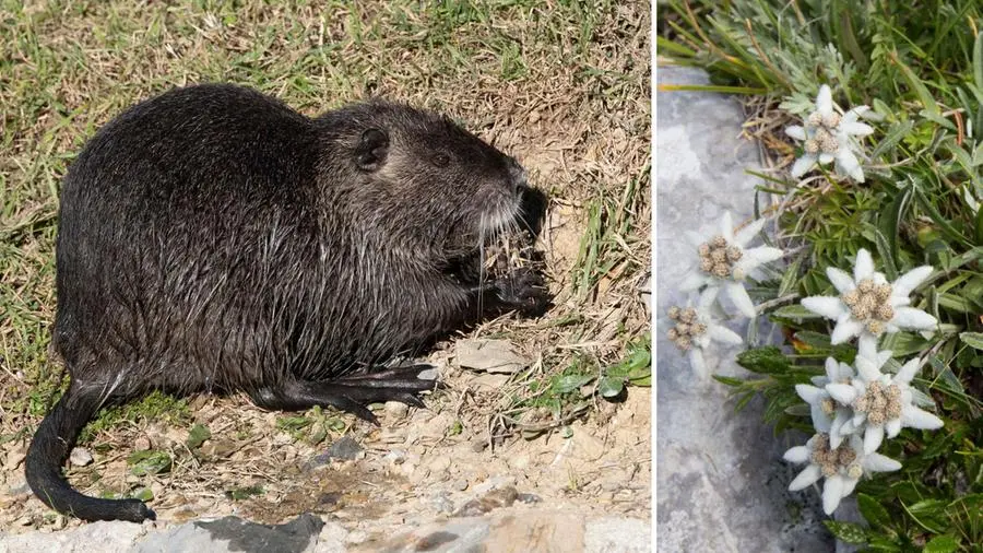 Una nutria e una stella alpina