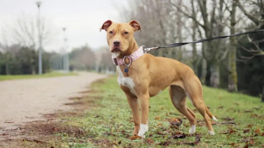 La femmina di razza Amstaff sequestrata dai carabinieri di Aquileia