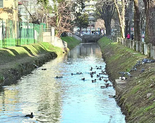 Vista sulla roggia nel tratto di via Ciconi, dove l’asciutta non è ancora iniziata e gli animali possono nuotare /foto petrussi