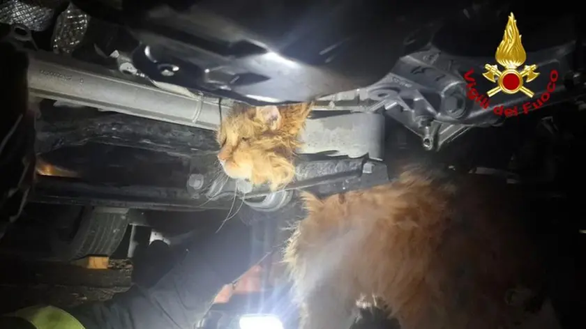 Il gatto incastrato nel vano motore di un'auto ad Azzano Decimo