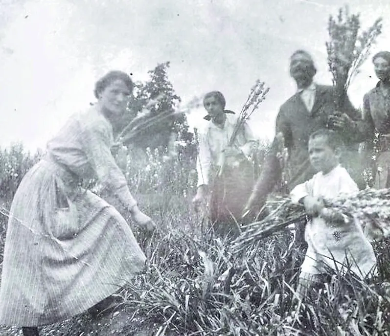 La raccolta dei fiori per la vendita nella storica Fioreria Trentin che opera in città da 110 anni