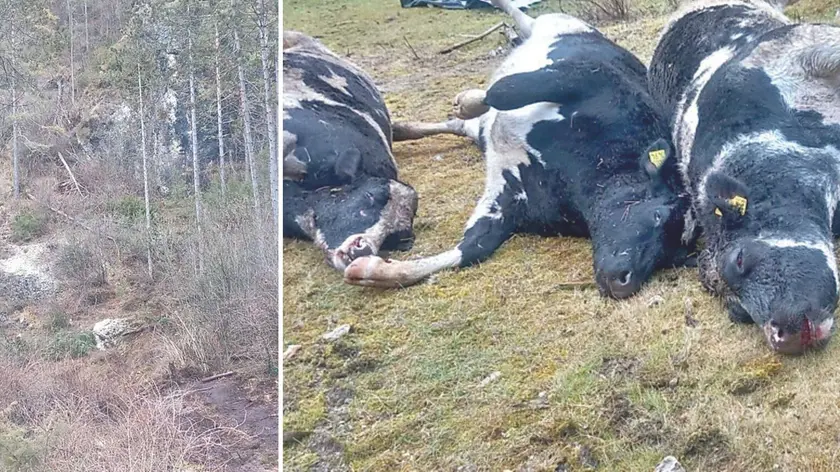 Il dirupo a Pianpinedo dove sono ruzzolate le manze: una caduta di 12 metri risultata fatale