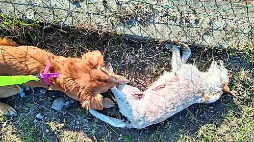 Bobi durante i tentativi di allontanarlo dalla cagnolina morta