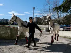 L'arrivo dei cavalli della fanfara dei carabinieri all'ippodromo (Silvano)