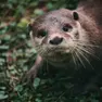 Un esemplare di lontra asiatica presente al parco zoo