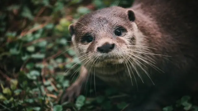 Un esemplare di lontra asiatica presente al parco zoo