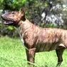 Un bull terrier in un'immagine d’archivio