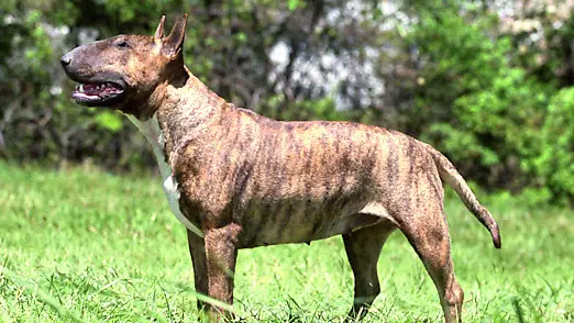 Un bull terrier in un'immagine d’archivio