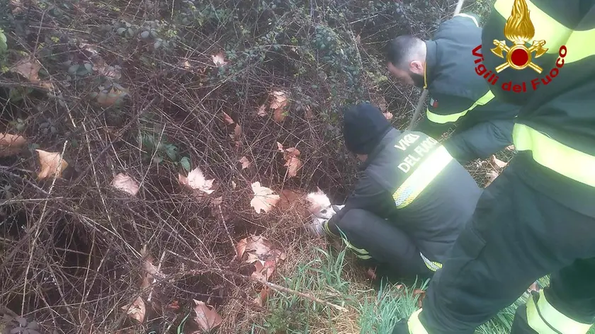 I vigili del fuoco liberano il cane intrappolato nei rovi a Porcia