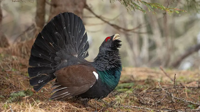 Un esemplare di gallo cedrone: la regione Fvg ha avviato un progetto di monitoraggio della specie