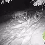 Lupi "fototrappolati" sul Cansiglio dal ricercatore Luca Zanchettin
