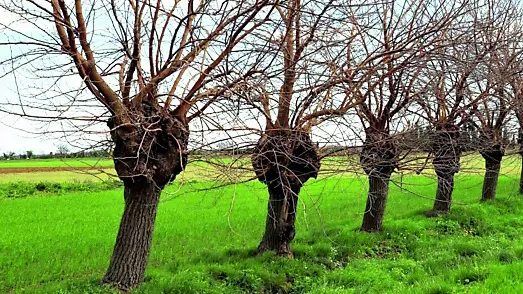 Un filare di gelsi, un tempo molto diffusi nella campagna friulana