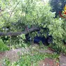 L'auto travolta da un albero spezzato a Torviscosa