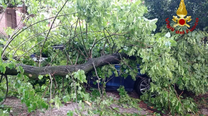 L'auto travolta da un albero spezzato a Torviscosa