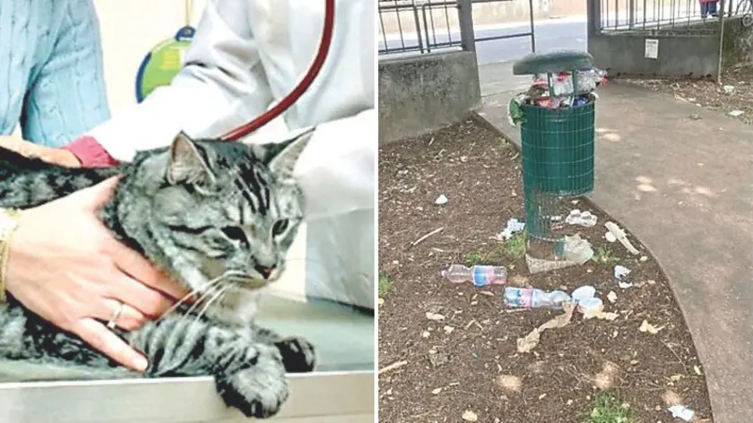 I lettori segnalano la mancanza di veterinari di notte e il degrado in viale Vat